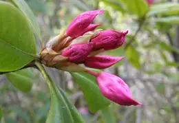 Salt Point SP June 2007 014