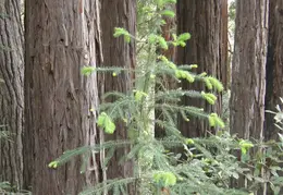 Salt Point SP June 2007 018