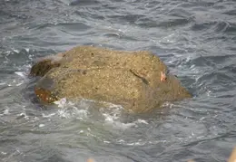 Salt Point SP June 2007 022