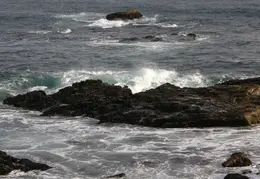 Salt Point SP June 2007 024