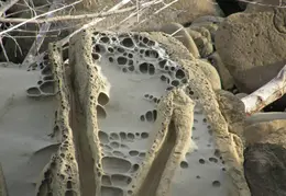 Salt Point SP June 2007 030