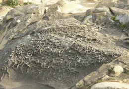 Salt Point SP June 2007 032