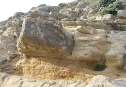 Salt Point SP June 2007 035