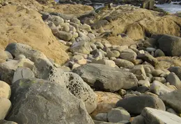 Salt Point SP June 2007 036