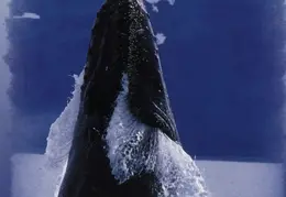 Alaska Cruise 2002 008