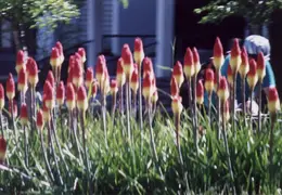 Alaska Cruise 2002 043