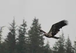 Alaska Cruise 2010 043