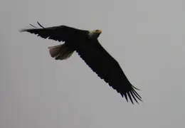 Alaska Cruise 2010 046