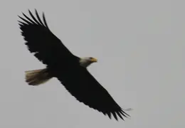 Alaska Cruise 2010 047