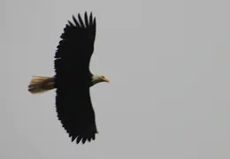 Alaska Cruise 2010 048