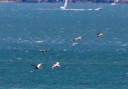 Alaska Cruise 2018 July 0048