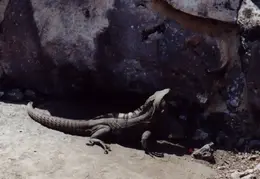 Caribbean Cruise 2001 025