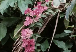 Eastern Caribbean 1988 013