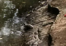 Eastern Caribbean 1988 014