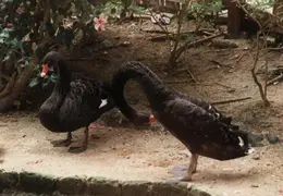 Eastern Caribbean 1988 015