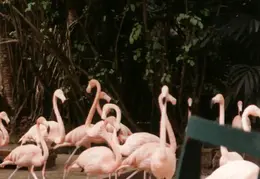 Eastern Caribbean 1988 016