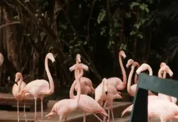 Eastern Caribbean 1988 017