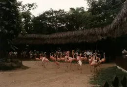 Eastern Caribbean 1988 018