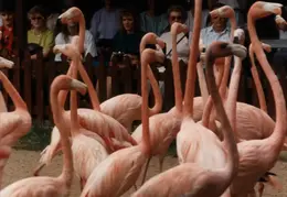 Eastern Caribbean 1988 019