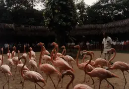 Eastern Caribbean 1988 020