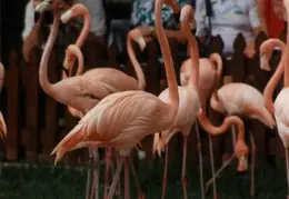 Eastern Caribbean 1988 021