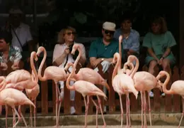Eastern Caribbean 1988 022