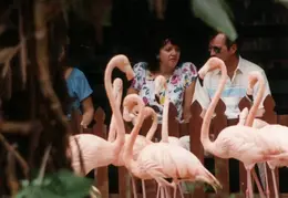 Eastern Caribbean 1988 023