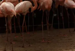 Eastern Caribbean 1988 025