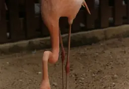 Eastern Caribbean 1988 026