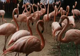 Eastern Caribbean 1988 027