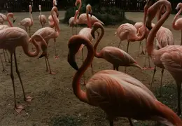 Eastern Caribbean 1988 028