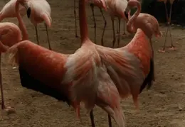 Eastern Caribbean 1988 037