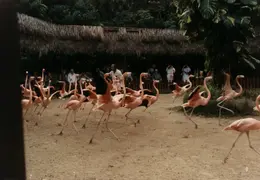 Eastern Caribbean 1988 040