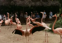 Eastern Caribbean 1988 041