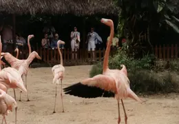 Eastern Caribbean 1988 042