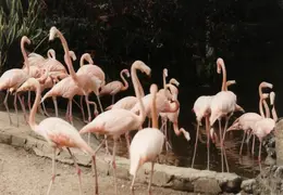 Eastern Caribbean 1988 043