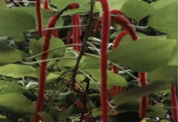 Eastern Caribbean 1988 044