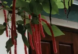 Eastern Caribbean 1988 045