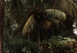 Eastern Caribbean 1988 046