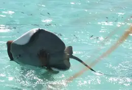 Tahiti 2004 143693142105 0 ALB