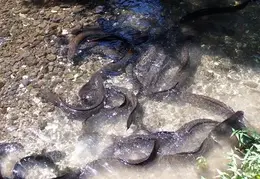 Tahiti 2004 156814002105 0 ALB