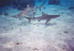 Tahiti 2004 435867142105 0 ALB