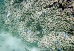 Tahiti 2004 439893712105 0 ALB