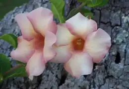 Tahiti 2004 450255002105 0 ALB