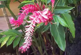 Tahiti 2004 475262991105 0 ALB