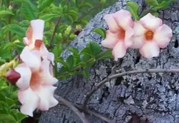 Tahiti 2004 550255002105 0 ALB