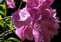 Tahiti 2004 575262991105 0 ALB