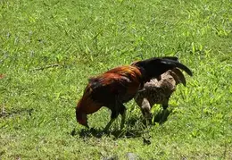 Tahiti 2004 939861202105 0 ALB