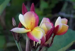 Tahiti 2004 940255002105 0 ALB