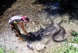 Tahiti 2004 946814002105 0 ALB